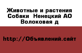 Животные и растения Собаки. Ненецкий АО,Волоковая д.